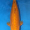 Chagoi Koi For Sale, 23.62 inch
