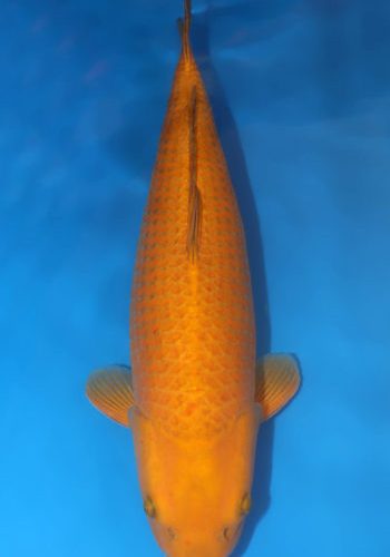 Chagoi Koi For Sale, 23.62 inch