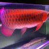 Chili Red Arowana Fish For Sale Online