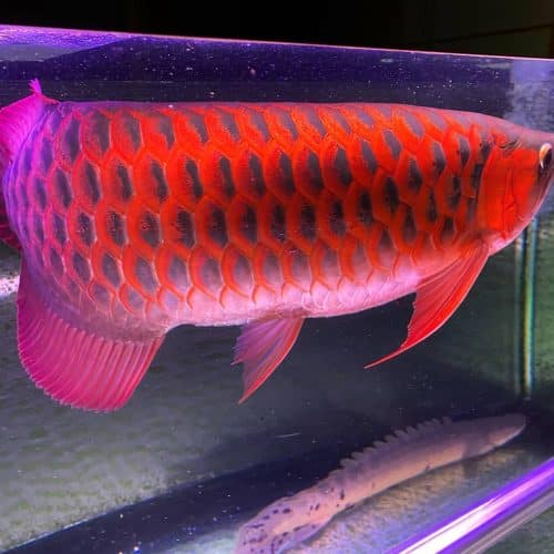 Chili Red Arowana Fish For Sale Online