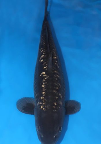 Doitsu Ginrin Soragoi Koi For Sale Online