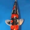 Doitsu Kin Showa Koi For Sale Online