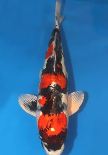 Doitsu Kin Showa Koi For Sale Online