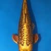 Doitsu Mukashi Ogon Koi For Sale Online