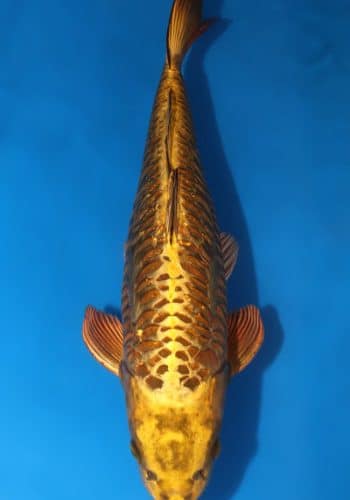 Doitsu Mukashi Ogon Koi For Sale Online