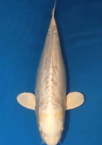 Doitsu Platinum Koi For Sale Online