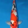 Doitsu Sanke Koi For Sale