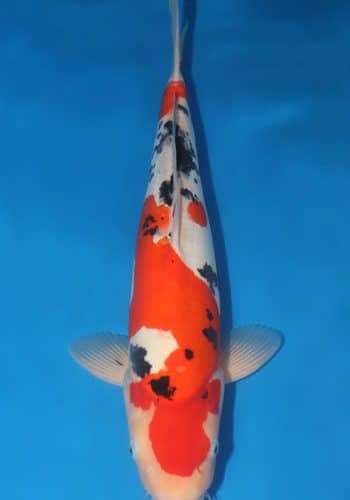 Doitsu Sanke Koi For Sale