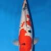 Doitsu Sanke Koi For Sale Online