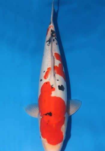 Doitsu Sanke Koi For Sale Online