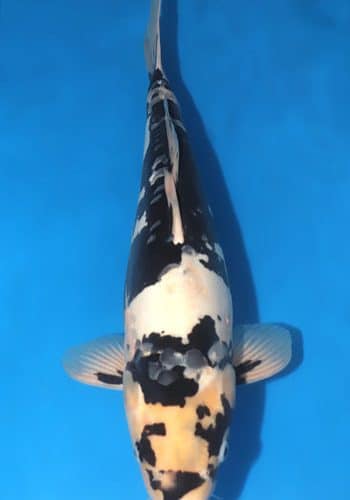Doitsu Shiro Utsuri Koi For Sale Online