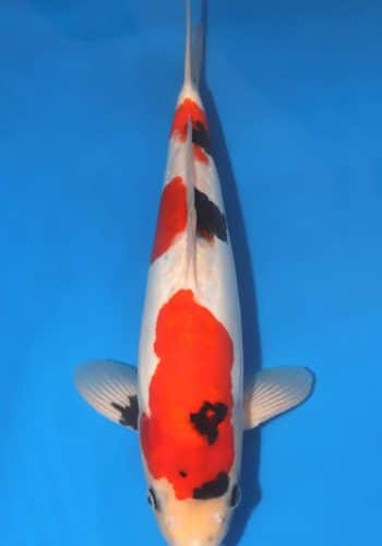 Doitsu Showa Koi 15.35 inch For Sale