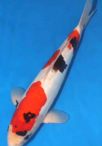 Doitsu Showa Koi 15.35 inch For Sale