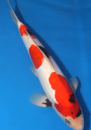 Alternative view of Doitsu Showa Koi 15.35 inch For Sale