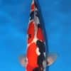 Doitsu Showa Koi For Sale