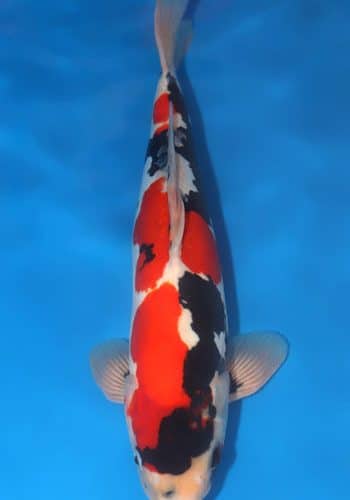 Doitsu Showa Koi For Sale