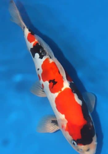 Alternative view of Doitsu Showa Koi For Sale