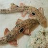 Epaulette Shark For Sale Online