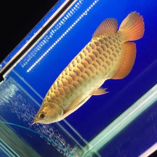 F1 Malyasian Golden Crossback Purebred Arowana For Sale