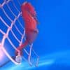 Fire Red Seahorse For sale