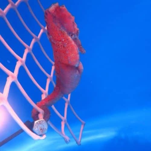 Fire Red Seahorse For sale