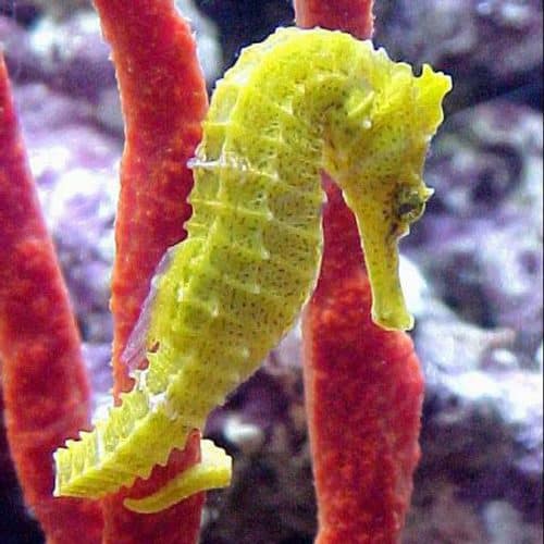 Freshwater Seahorse for Sale: Hippocampus Erectus
