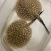Freshwater Stingray for Sale – Galaxy P14 Stingray pairs