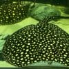 Galaxy P14 Hybrid Stingray Female2