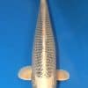 Gin Matsuba Koi Fish For Sale, 19.69 inches