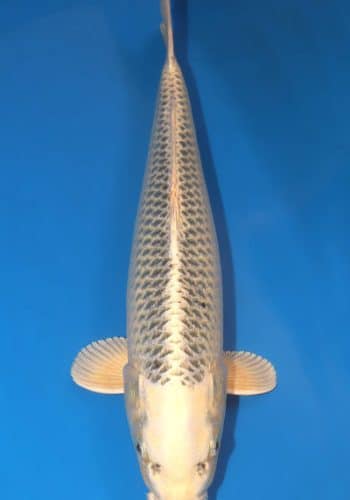 Gin Matsuba Koi Fish For Sale, 19.69 inches