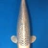 Gin Matsuba Koi For Sale