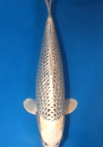 Gin Matsuba Koi For Sale