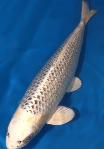 Gin Matsuba Koi For Sale