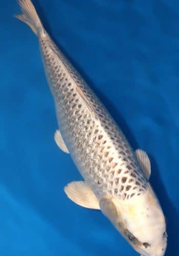 Alternative view of Gin Matsuba Koi For Sale