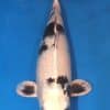 Gin Shiro Utsuri Koi For Sale Online