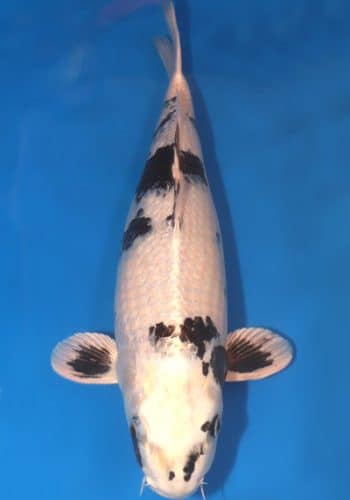 Gin Shiro Utsuri Koi For Sale Online
