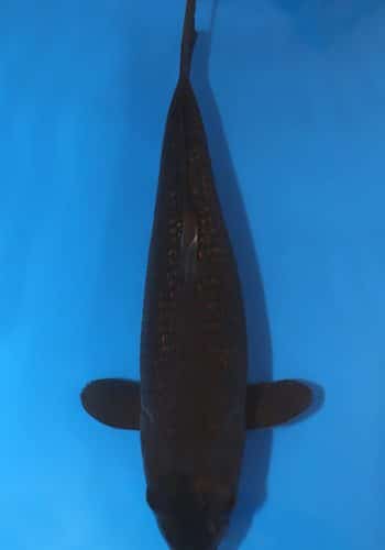 Ginrin Chagoi Koi For Sale
