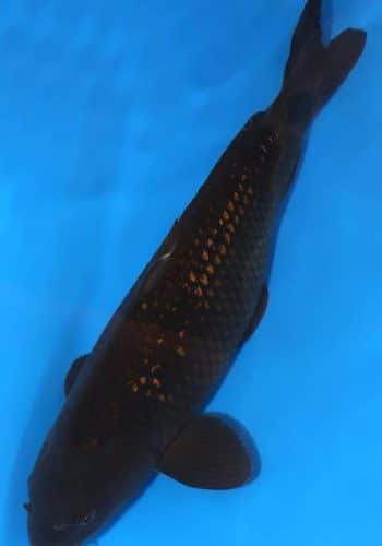 Ginrin Chagoi Koi For Sale