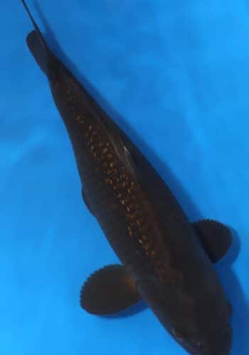 Alternative view of Ginrin Chagoi Koi For Sale