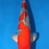 Ginrin Goshiki Koi For Sale