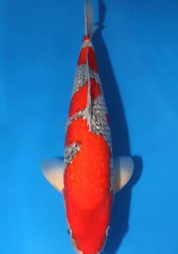Ginrin Goshiki Koi For Sale