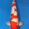 Ginrin Kohaku Koi Fish For Sale Online