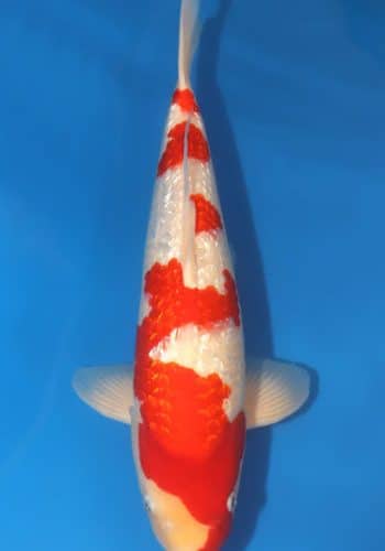 Ginrin Kohaku Koi Fish For Sale Online