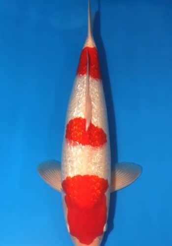 Ginrin Kohaku Koi For Sale