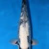 Ginrin Matsukawabake Koi For Sale Online
