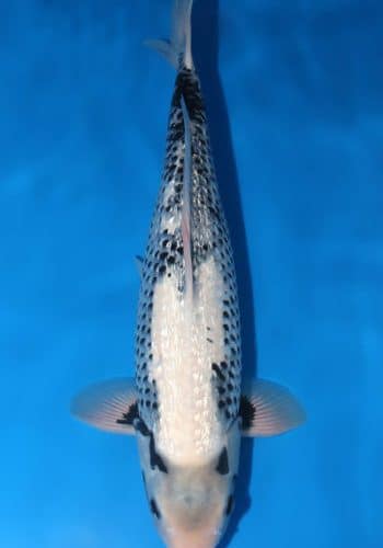Ginrin Matsukawabake Koi For Sale Online