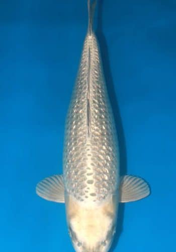 Ginrin Nezu Ogon Koi Fish For Sale Online