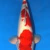 Ginrin Sanke Koi Fish For Sale Online