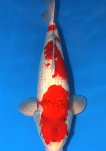 Ginrin Sanke Koi Fish For Sale Online