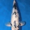 Ginrin Shiro Utsuri Koi For Sale Online